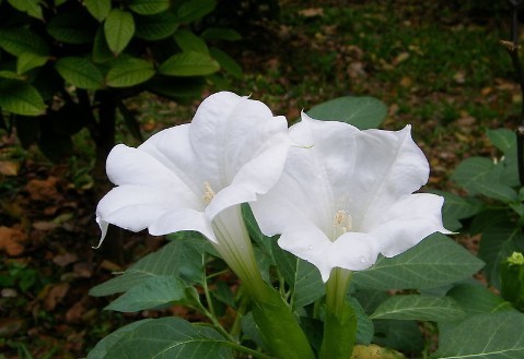 曼陀罗的花语是什么?