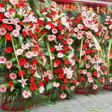 扶郎花有什么含义,扶郎花可以代表友情吗