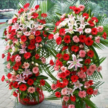 扶郎花有什么含义,扶郎花可以代表友情吗