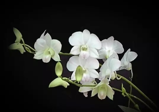 荼蘼花语,开到荼蘼是什么意思